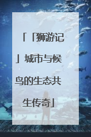 「狮游记」城市与候鸟的生态共生传奇