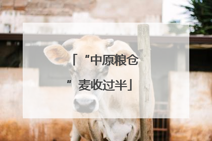 “中原粮仓”麦收过半