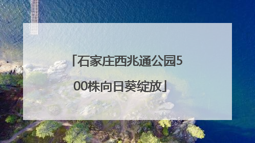 石家庄西兆通公园500株向日葵绽放