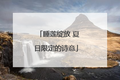 睡莲绽放 夏日限定的诗意
