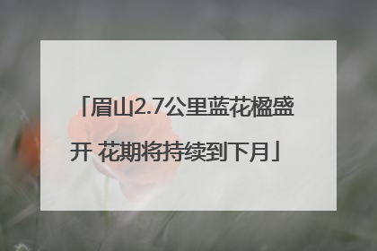 眉山2.7公里蓝花楹盛开 花期将持续到下月