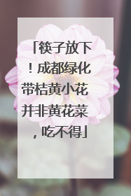 筷子放下！成都绿化带桔黄小花并非黄花菜，吃不得