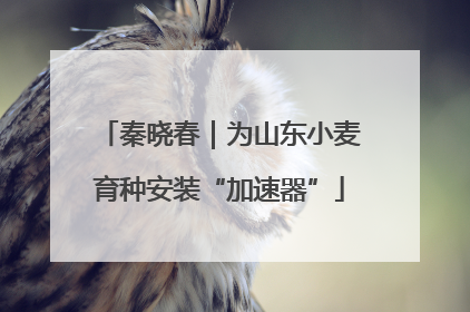 秦晓春｜为山东小麦育种安装“加速器”