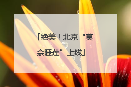 绝美！北京“莫奈睡莲”上线