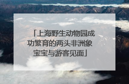 上海野生动物园成功繁育的两头非洲象宝宝与游客见面