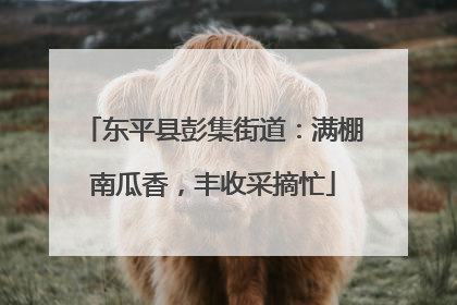 东平县彭集街道：满棚南瓜香，丰收采摘忙