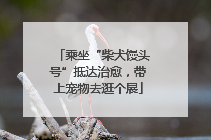 乘坐“柴犬馒头号”抵达治愈，带上宠物去逛个展