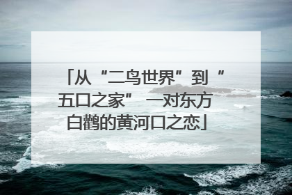 从“二鸟世界”到“五口之家” 一对东方白鹳的黄河口之恋