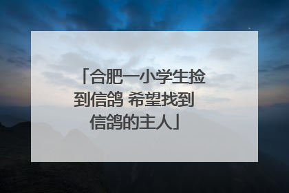 合肥一小学生捡到信鸽 希望找到信鸽的主人