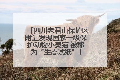四川老君山保护区附近发现国家一级保护动物小灵猫 被称为“生态试纸”