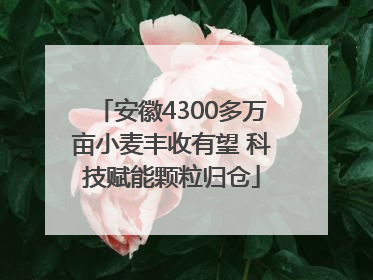 安徽4300多万亩小麦丰收有望 科技赋能颗粒归仓