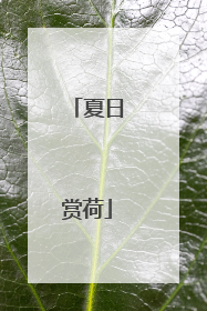 夏日赏荷