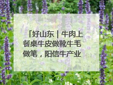 好山东｜牛肉上餐桌牛皮做靴牛毛做笔，阳信牛产业“超级牛”