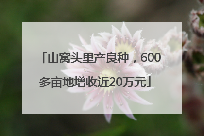 山窝头里产良种，600多亩地增收近20万元