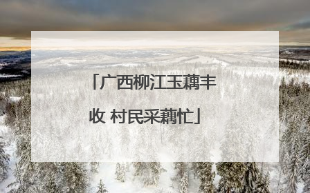 广西柳江玉藕丰收 村民采藕忙