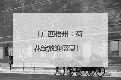 广西梧州：荷花绽放迎盛夏