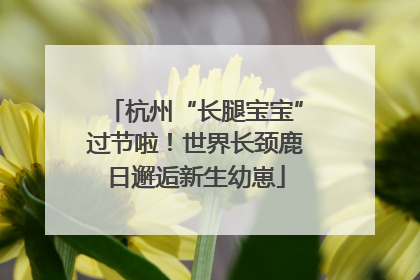 杭州“长腿宝宝”过节啦！世界长颈鹿日邂逅新生幼崽