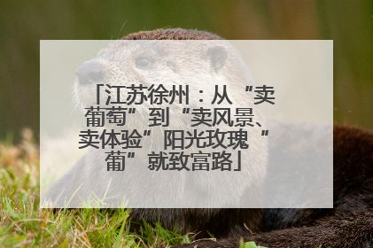 江苏徐州：从“卖葡萄”到“卖风景、卖体验”阳光玫瑰“葡”就致富路