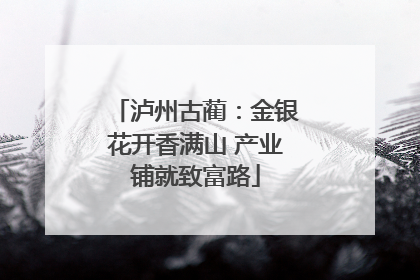 泸州古蔺：金银花开香满山 产业铺就致富路