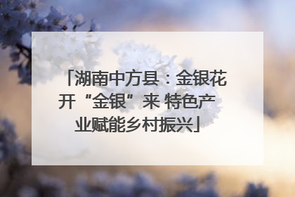 湖南中方县：金银花开“金银”来 特色产业赋能乡村振兴