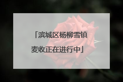 滨城区杨柳雪镇麦收正在进行中