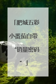 肥城五彩小番茄自带“销量密码”