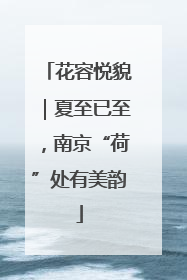 花容悦貌｜夏至已至，南京“荷”处有美韵