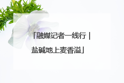 融媒记者一线行｜盐碱地上麦香溢