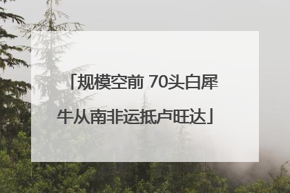 规模空前 70头白犀牛从南非运抵卢旺达