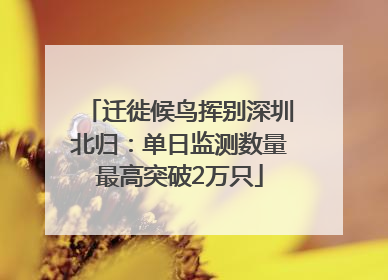 迁徙候鸟挥别深圳北归：单日监测数量最高突破2万只