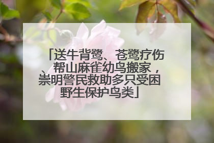 送牛背鹭、苍鹭疗伤、帮山麻雀幼鸟搬家，崇明警民救助多只受困野生保护鸟类