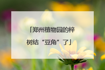 郑州植物园的梓树结“豆角”了
