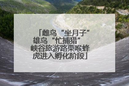 雌鸟“坐月子”雄鸟“忙捕猎” 峡谷旅游路栗喉蜂虎进入孵化阶段