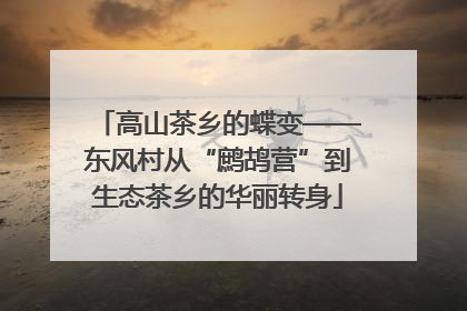 高山茶乡的蝶变——东风村从“鹧鸪营”到生态茶乡的华丽转身