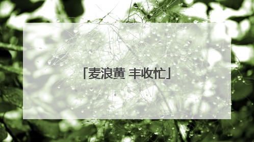 麦浪黄 丰收忙