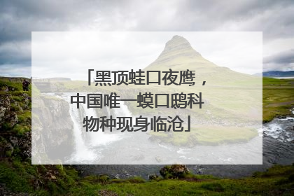 黑顶蛙口夜鹰，中国唯一蟆口鸱科物种现身临沧