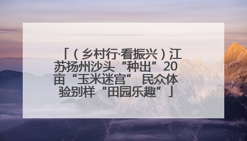 （乡村行·看振兴）江苏扬州沙头“种出”20亩“玉米迷宫” 民众体验别样“田园乐趣”